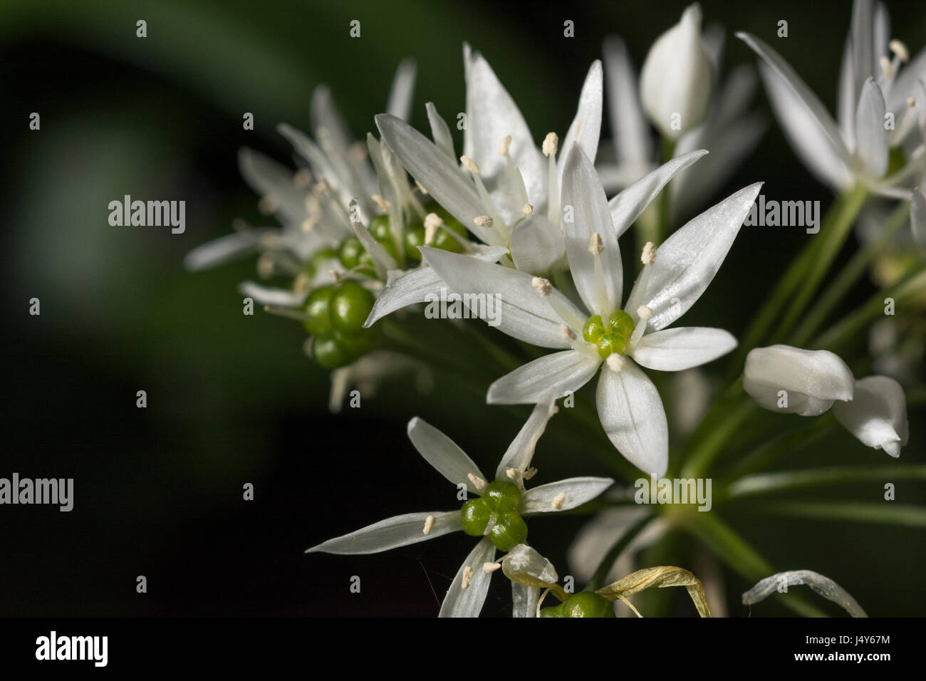Close-up de fleurs blanches de l'ail sauvage appelée Ramsons / Allium ursinum - une nourriture sauvages comestibles vert. Nourriture et la restauration sur le concept sauvages. Banque D'Images