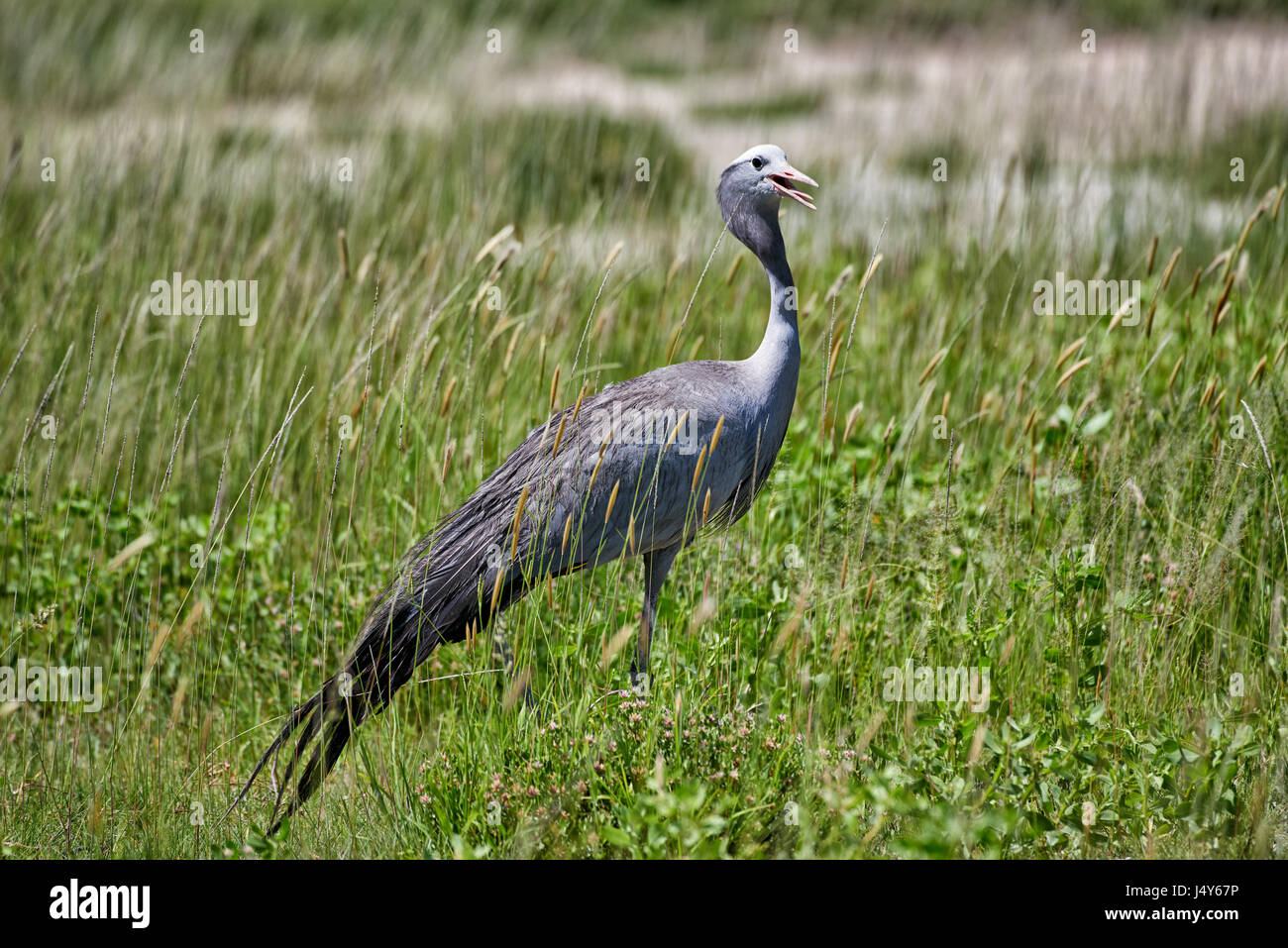 Blue Crane, Etosha National Park, Namibie Banque D'Images