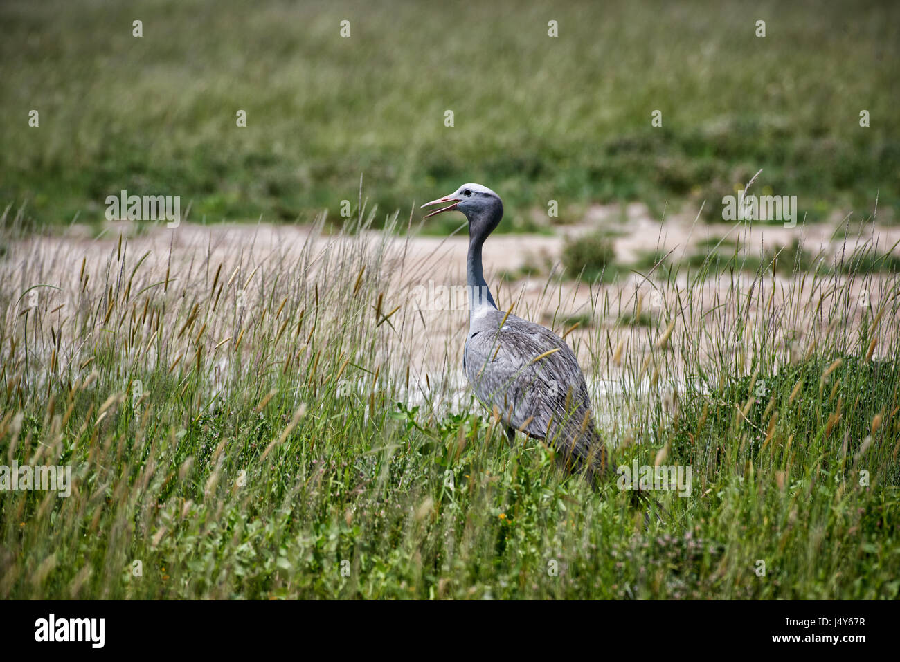 Blue Crane, Etosha National Park, Namibie Banque D'Images