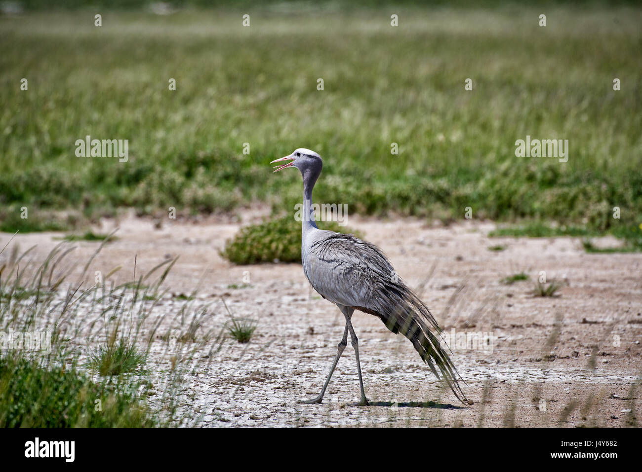 Blue Crane, Etosha National Park, Namibie Banque D'Images