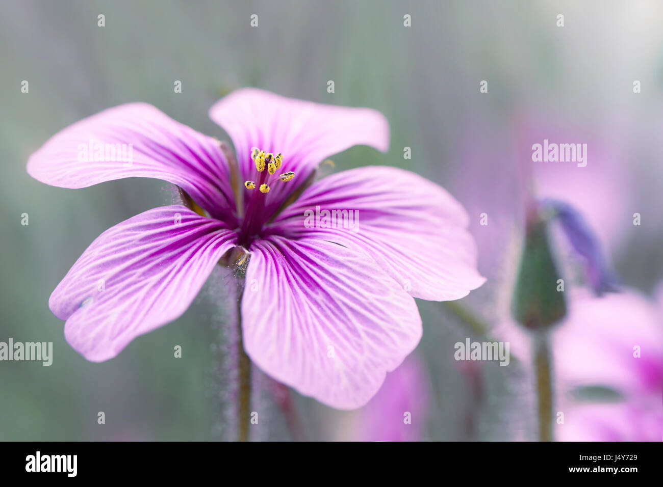 Image en gros plan d'un mauve, floraison d'été fleur de géranium Maderense également connu sous le nom de herbe géant-Robert ou géranium sanguin madère Banque D'Images