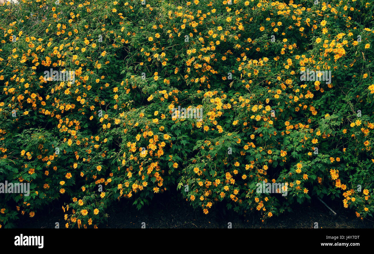 Le tournesol sauvage saison pour Dalat, Vietnam voyage, belle fleur fond jaune sur road, Da quy fleur tournesol Mexique nom aussi Banque D'Images