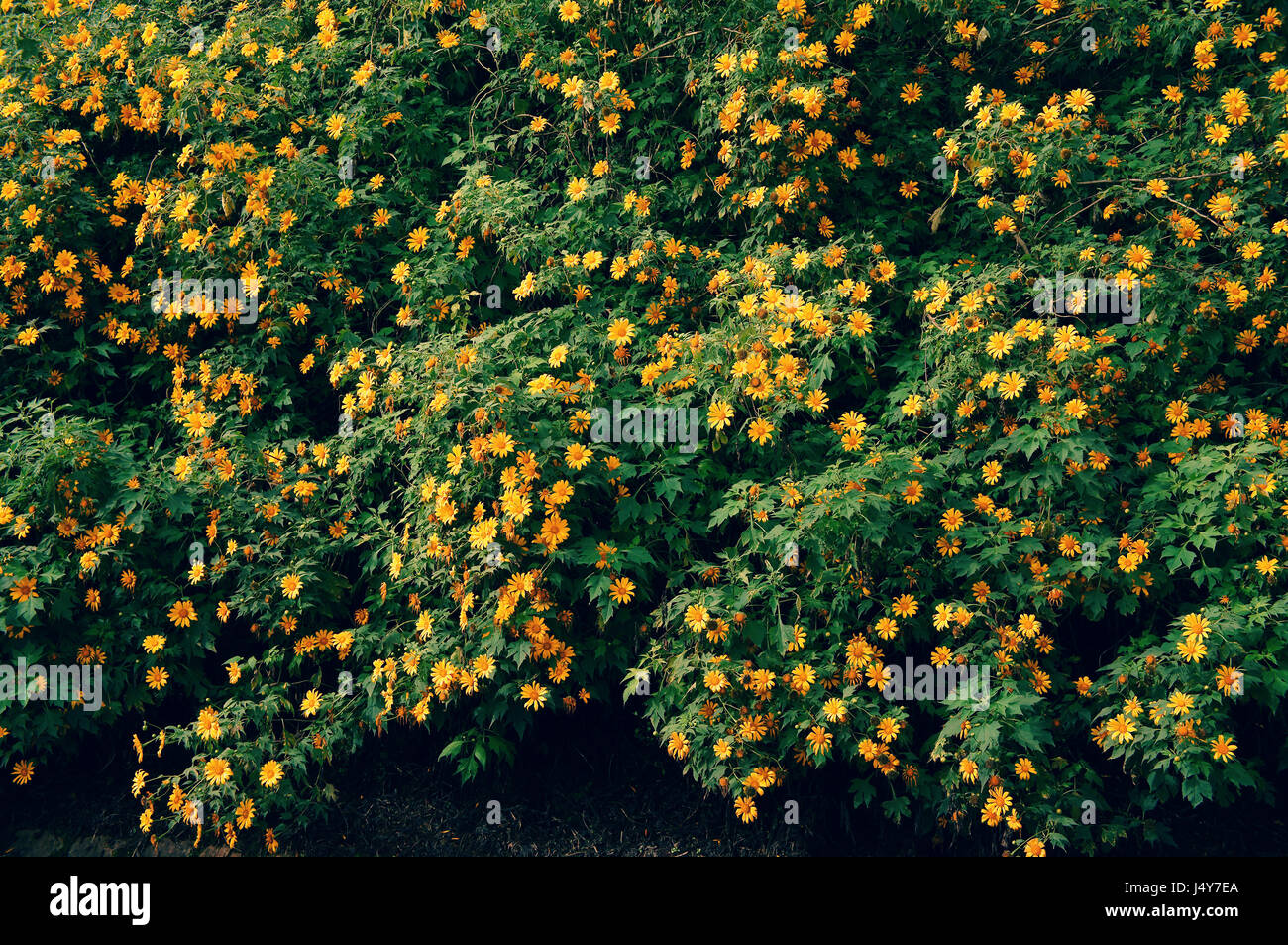 Le tournesol sauvage saison pour Dalat, Vietnam voyage, belle fleur fond jaune sur road, Da quy fleur tournesol Mexique nom aussi Banque D'Images