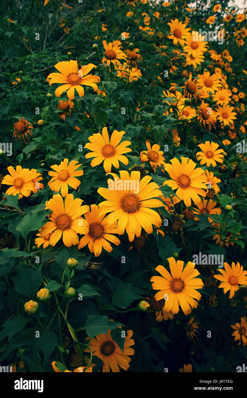 Le tournesol sauvage saison pour Dalat, Vietnam voyage, belle fleur fond jaune sur road, Da quy fleur tournesol Mexique nom aussi Banque D'Images