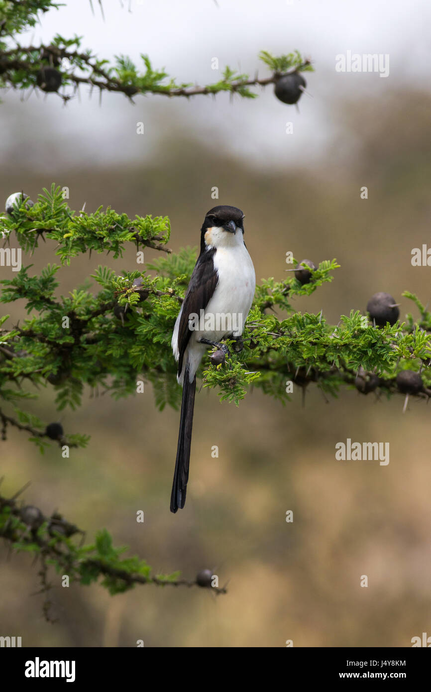 L'exercice à longue queue (Lanius cabanisi) perché sur Acacia tree branch, au Kenya Banque D'Images