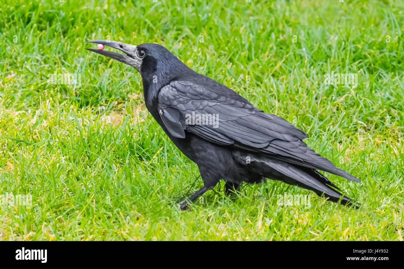 Vue latérale d'un adulte corbeau freux (corvus frugilegus) avec une boulette de nourriture dans son bec, debout sur l'herbe dans le West Sussex, Angleterre, Royaume-Uni. Banque D'Images