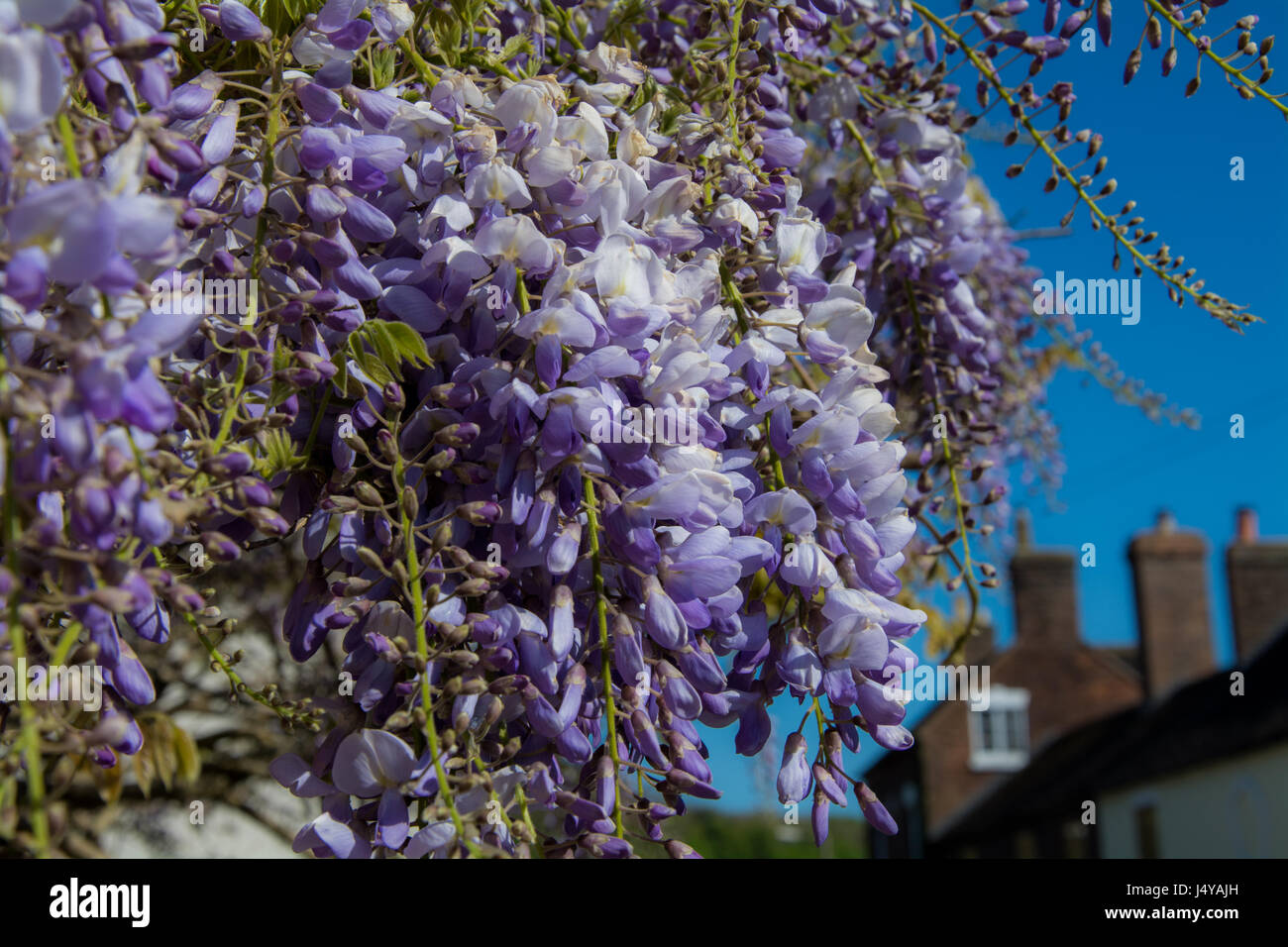 L'escalade des glycines en fleurs. symbole du printemps et l'été. Banque D'Images