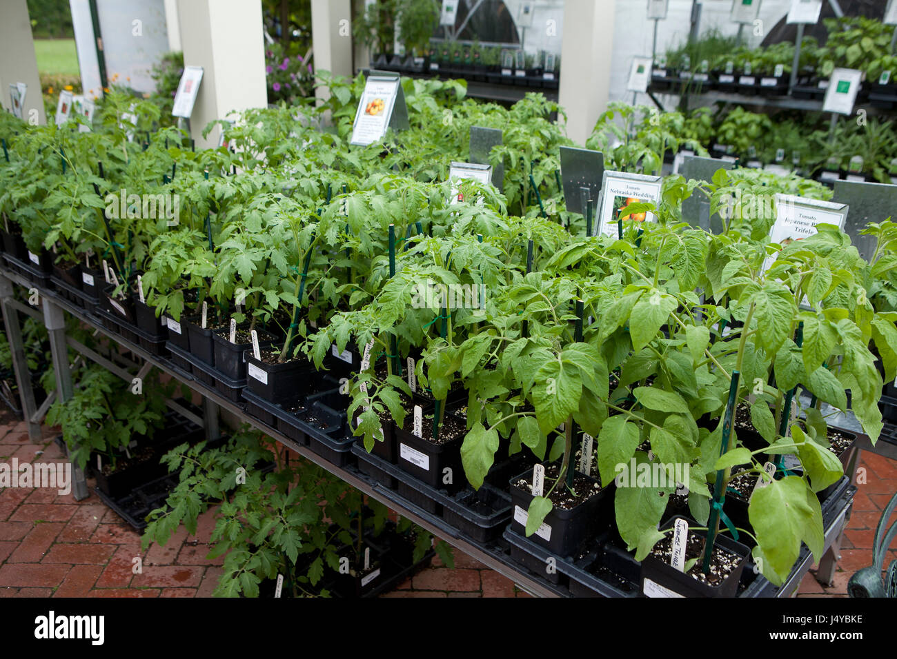 Les plateaux de tomate au garden centre - USA Banque D'Images