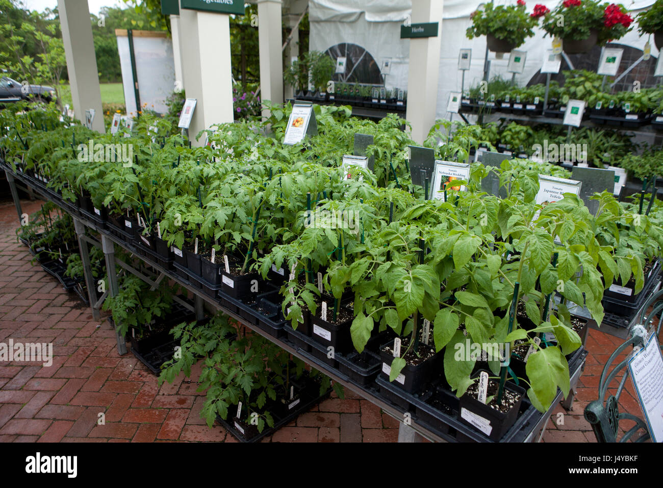 Les plateaux de tomate au garden centre - USA Banque D'Images