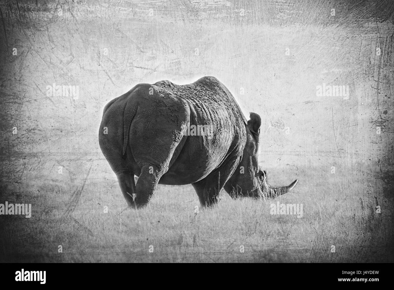 Représentation artistique ou modifié la photo d'un rhinocéros lone bull. I love images de se rappeler une race disparaisse en raison du braconnage Banque D'Images