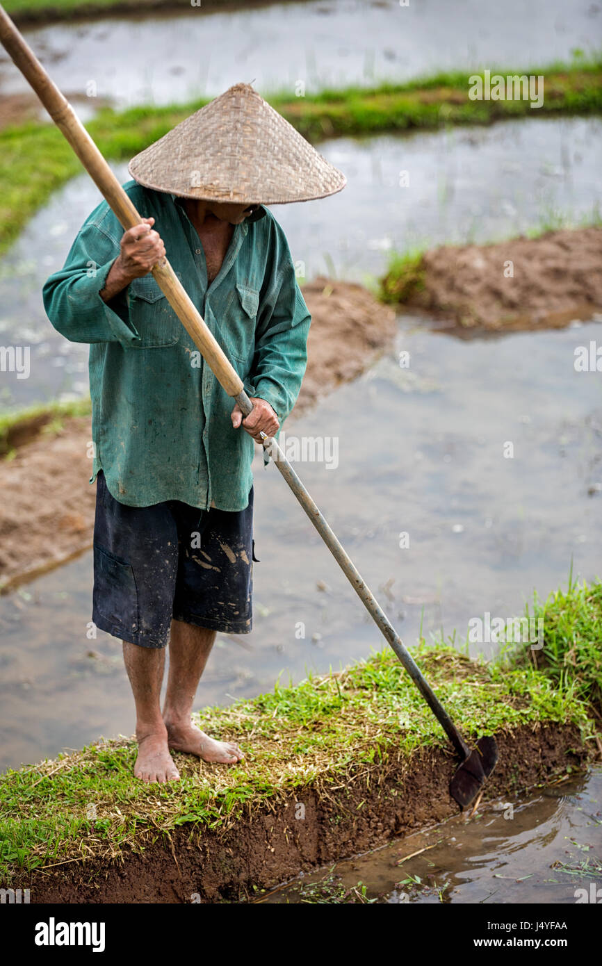 Travailleur dans une plantation de riz paddy, riz Banque D'Images