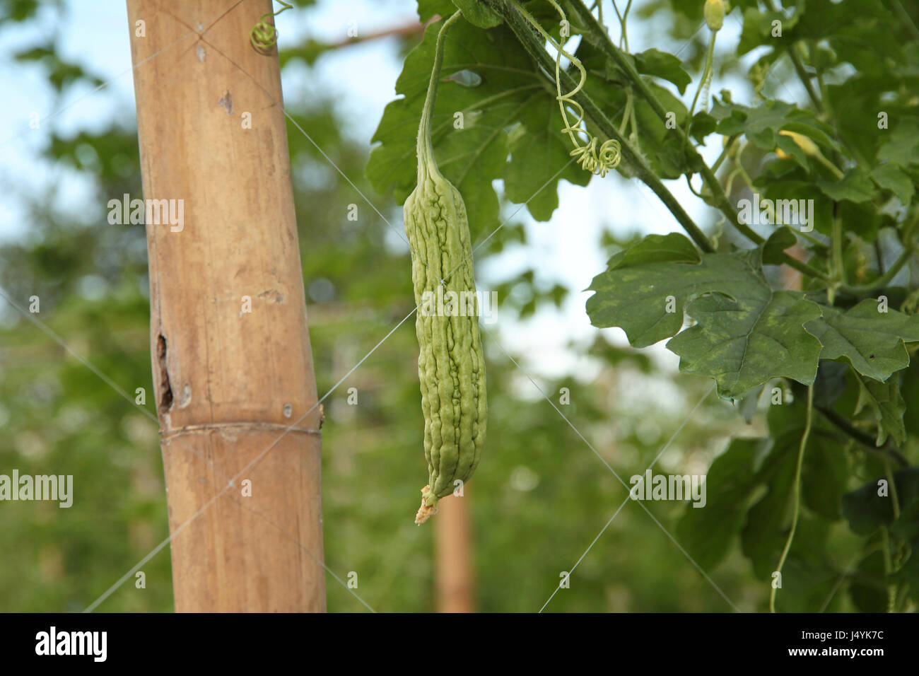 Chinois plantation amer (Balsum poire) en fournissant un bobinage sur un fil et de l'eau avec tube système système d'approvisionnement en eau dans le soleil du soir li Banque D'Images