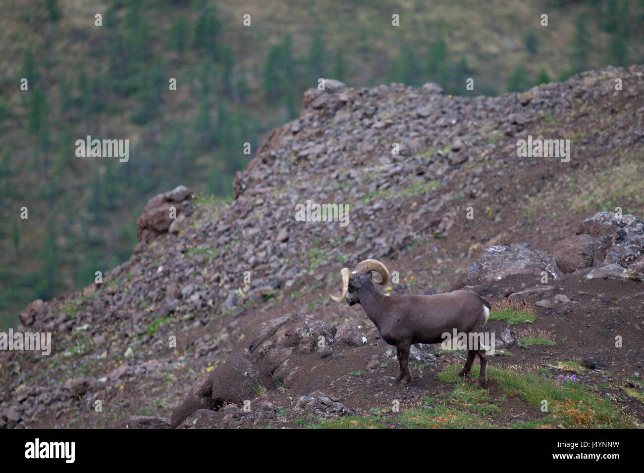 Neige Putorana ram (ram) Putorana Big Horn. Dyolochi river. Les animaux endémiques du plateau de Putorana. Au nord de la Russie. La Sibérie. Réserver Putorana. La Russie. Banque D'Images