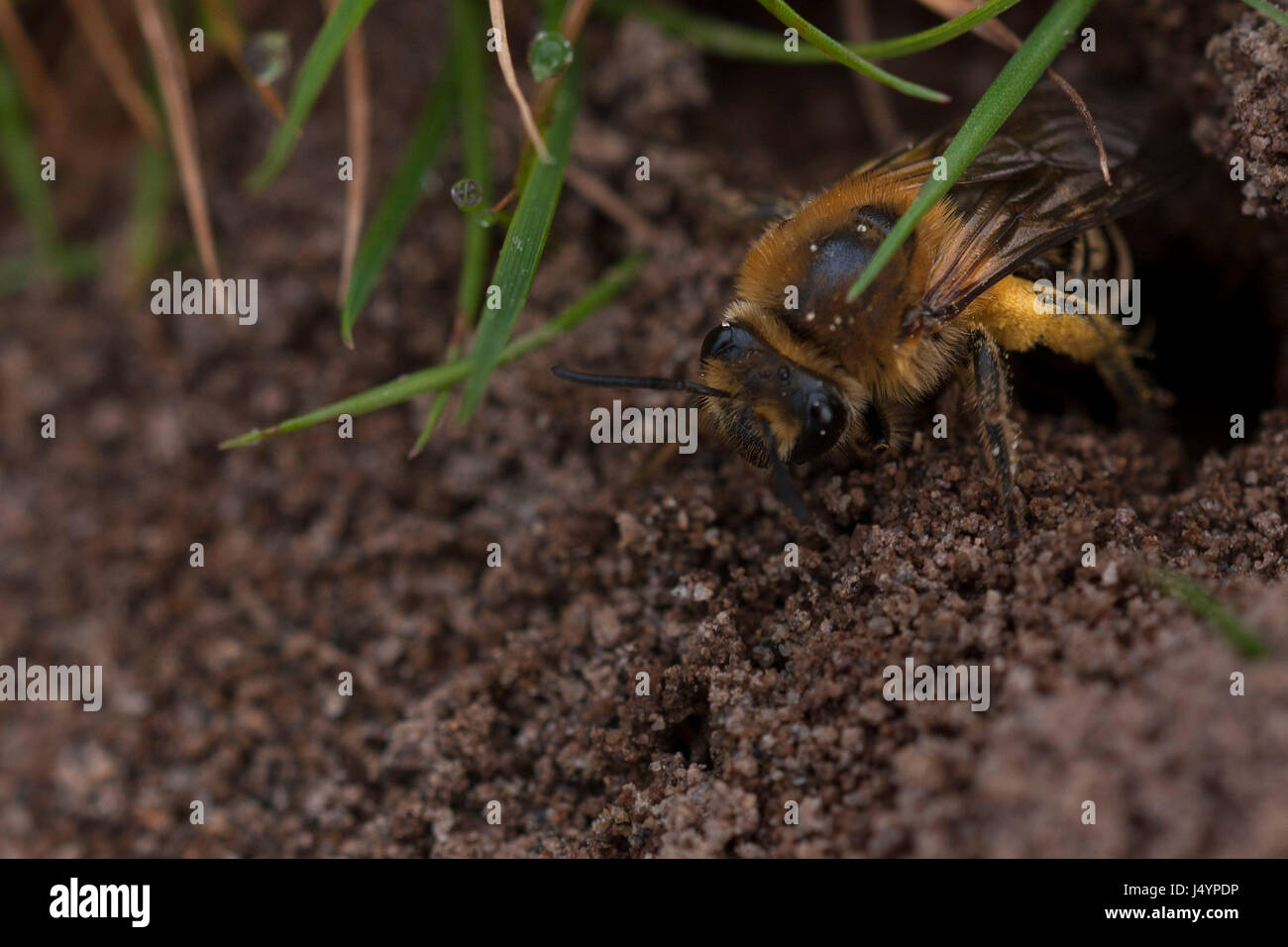 Mining Bee photographié à Bissoe Valley Banque D'Images