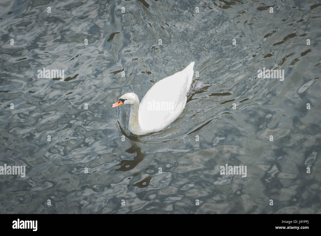 Swan unique dans l'eau d'en haut - white swan Banque D'Images