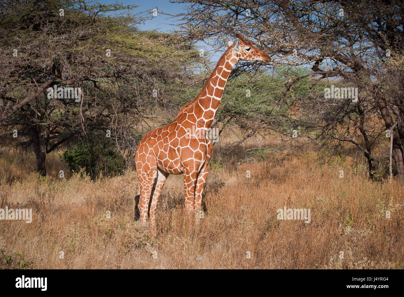 Retriculated Girafe au Kenya, l'Afrique, de profil Banque D'Images