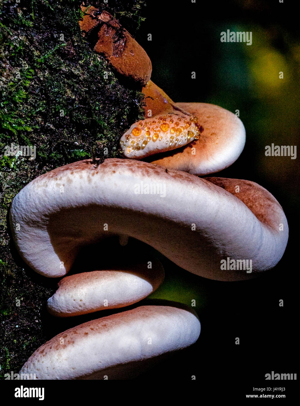Orange et Blanc champignons avec sap pin Banque D'Images