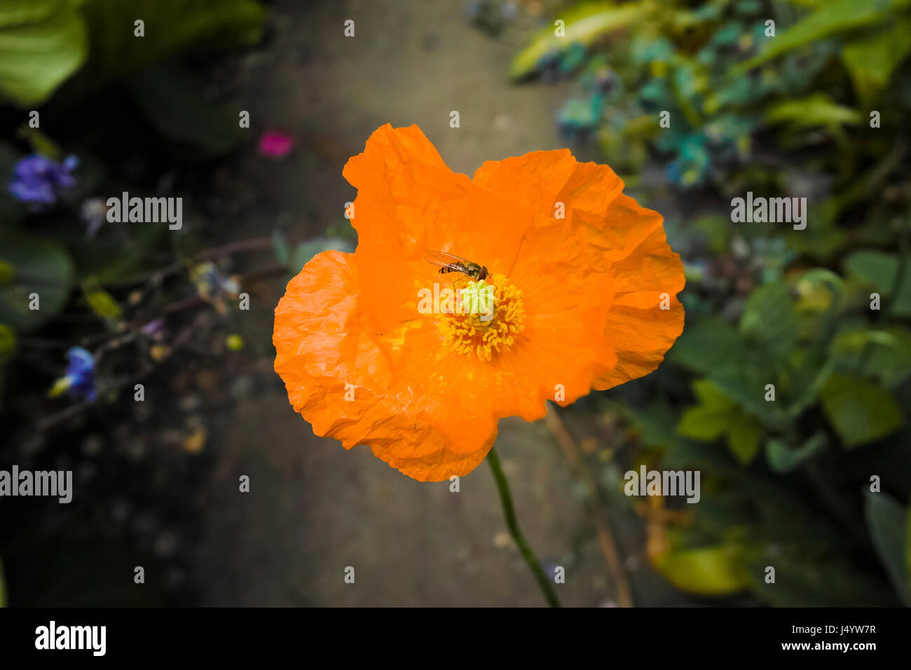 Le hover fly un jardin commun pour la chasse aux insectes dans un pollen de pavot orange dans un jardin à Camden Town à Londres, Angleterre Banque D'Images