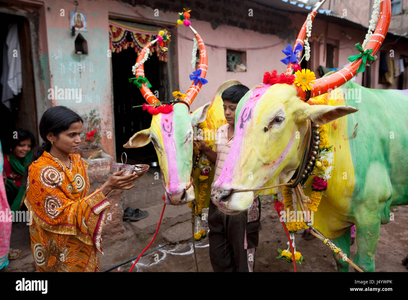 Fête de culte de taureau de Pola, Sangli, Maharahstra, Inde, Asie, Culte des animaux indiens, culte des vaches Banque D'Images Fête de culte de taureau de Pola, Sangli, Maharahstra, Inde, Asie, Culte des animaux indiens, culte des vaches Banque D'Images