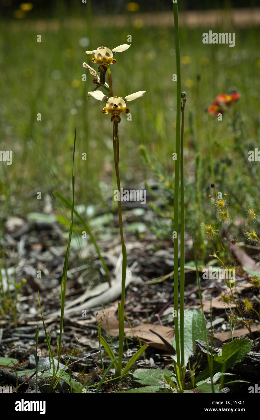 Diuris pardina, Leopard Orchid. Région de Victoria Grampians. Banque D'Images