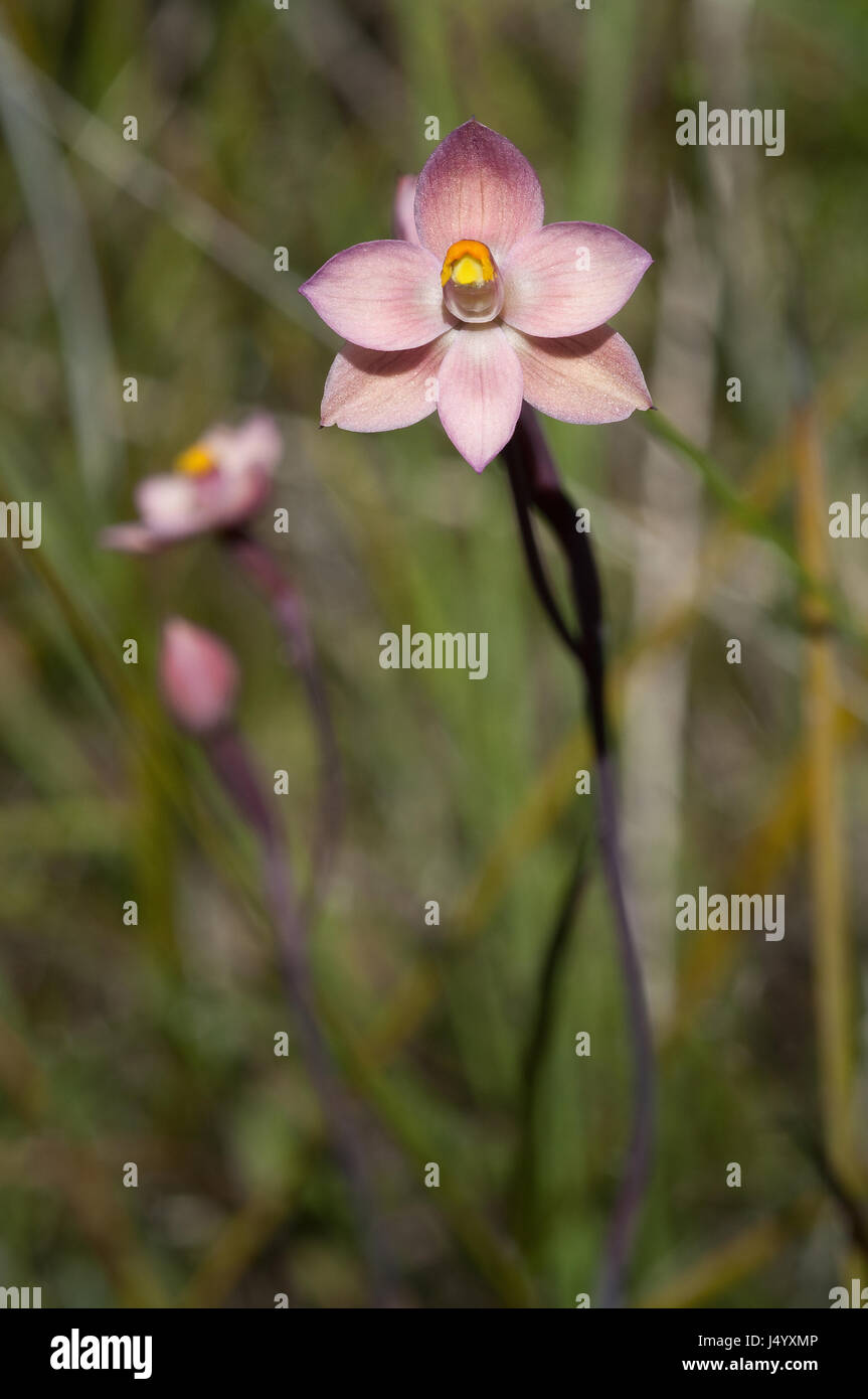 Un soleil relativement commune, bien que l'orchidée dans la région de Victoria Grampians où ce spécimen a été photographié c'est considérée comme rare. Banque D'Images