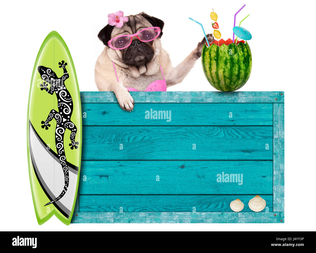 Bikini babe pug dog avec plage en bois vintage bleu signe, de surf et de pastèque, cocktail d'été isolé sur fond blanc Banque D'Images