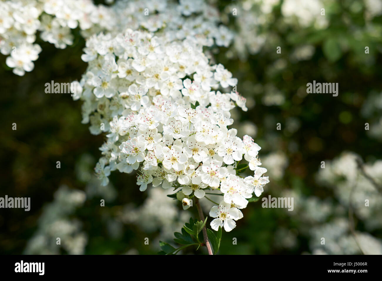 Fleur blanche de l'aubépine (Crategus monogyna) arbuste, que l'on trouve couramment dans les haies dans tout le Royaume-Uni. Banque D'Images