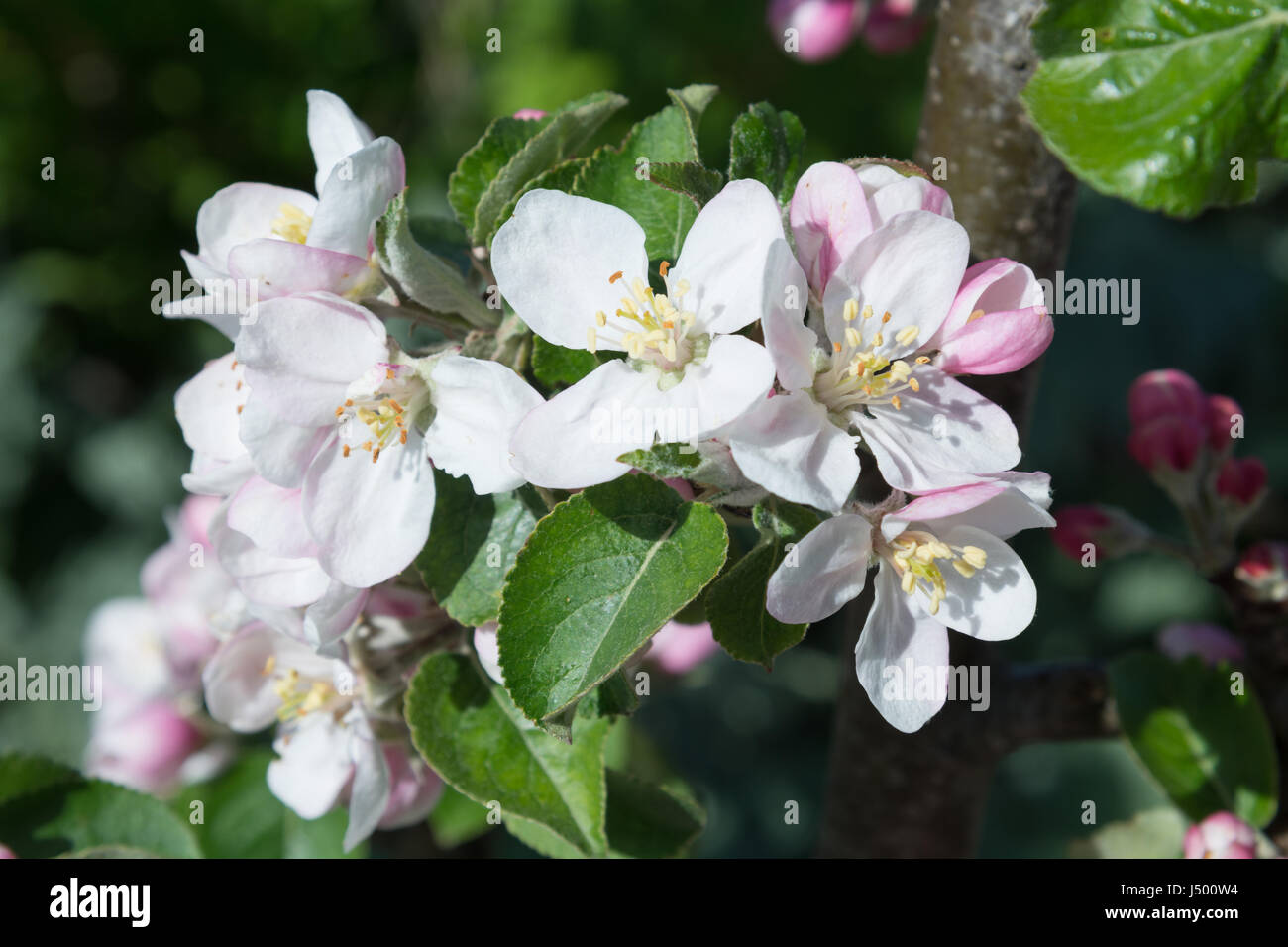 Apple Blossom de 'James Grieve' Banque D'Images