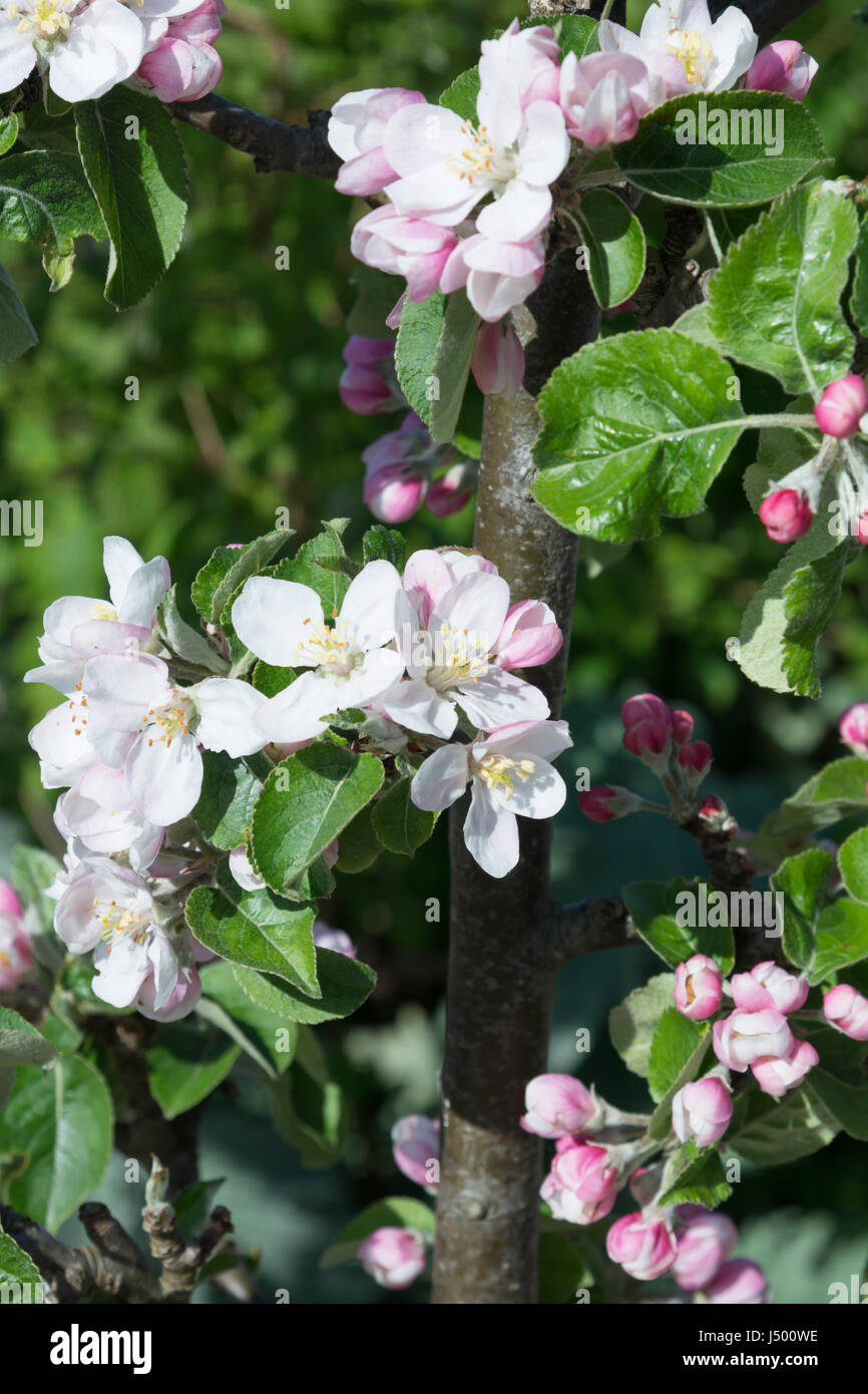Apple Blossom de 'James Grieve' Banque D'Images
