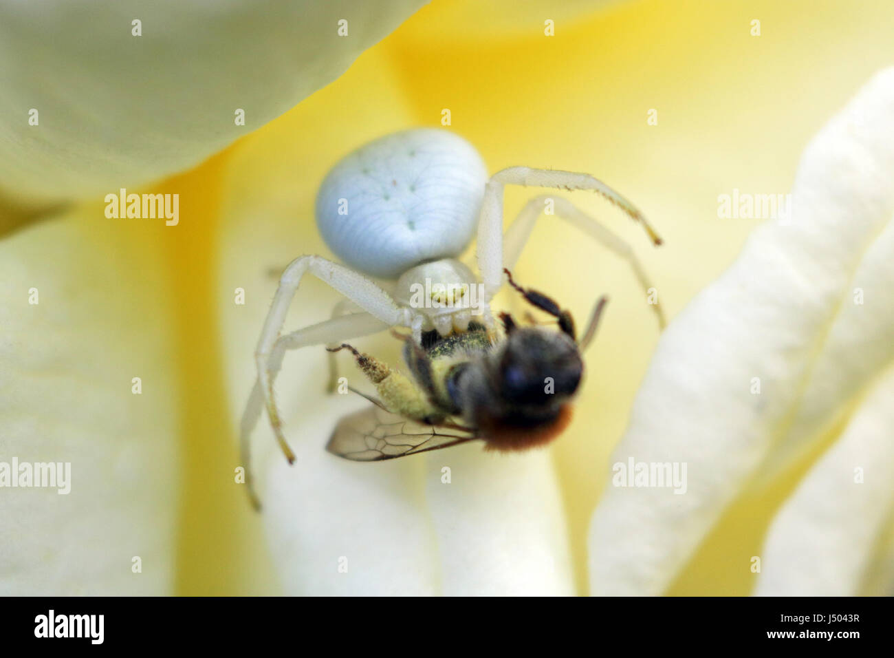 Epsom, Surrey, UK. 14 mai 2017. Une araignée crabe blanc a capturé et tué une abeille sur un jardin rose à Epsom dans le Surrey. Credit : Julia Gavin UK/Alamy Live News Banque D'Images