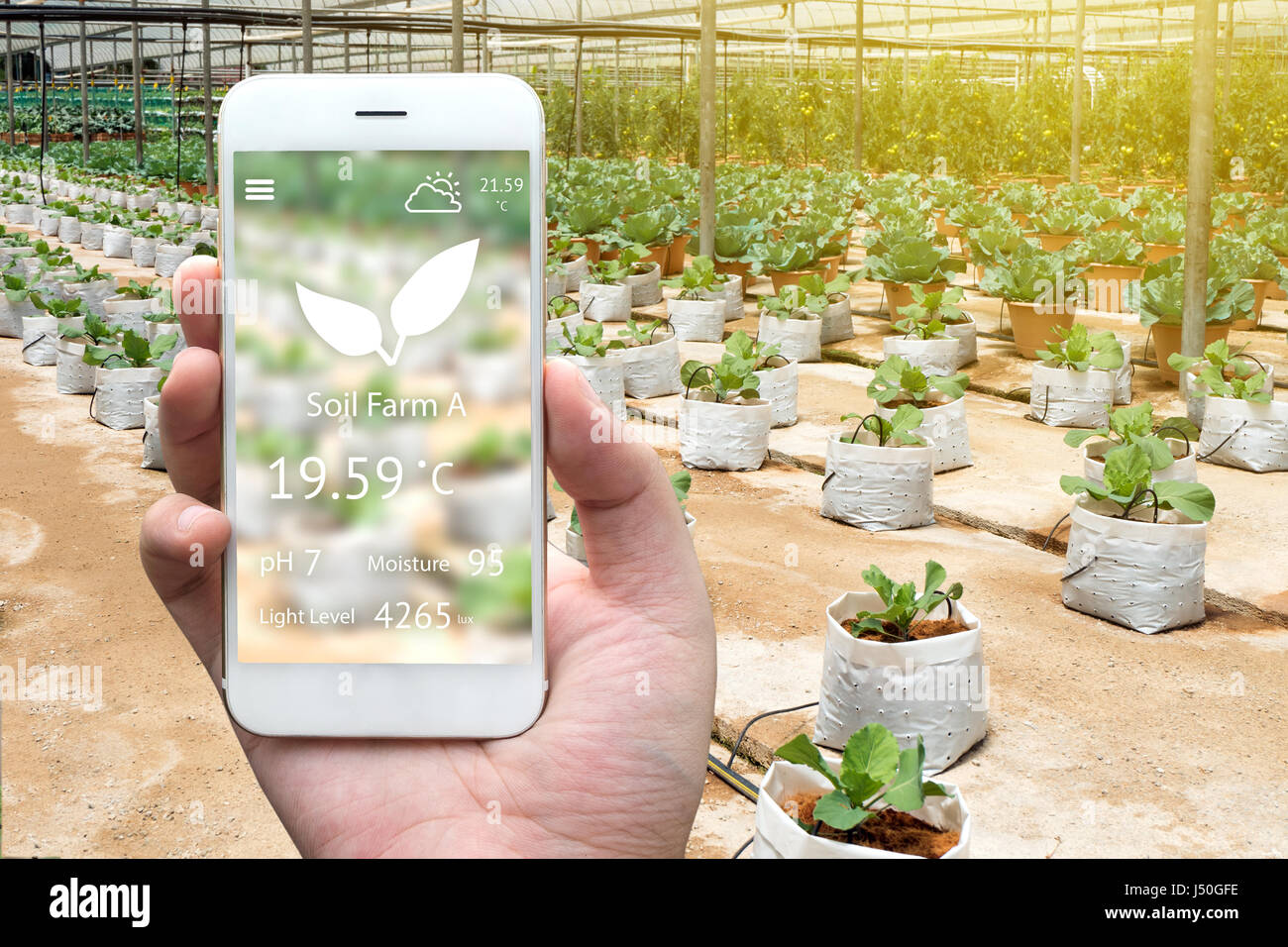 L'agriculture intelligente, ferme , concept du capteur. La main à l'aide d'agriculteurs téléphone mobile pour la surveillance de la propriété du sol (pH, humidité , le niveau de lumière) dans l'usine vegetab Banque D'Images