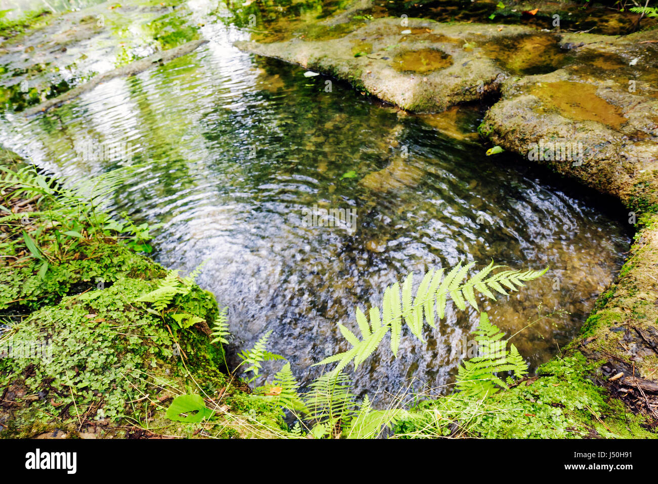 Alabama, St. Stephens, St. Site historique Stephens,bain indien,archéologie,histoire naturelle,végétation,fougères,forêt,calcaire,AL080514035 Banque D'Images