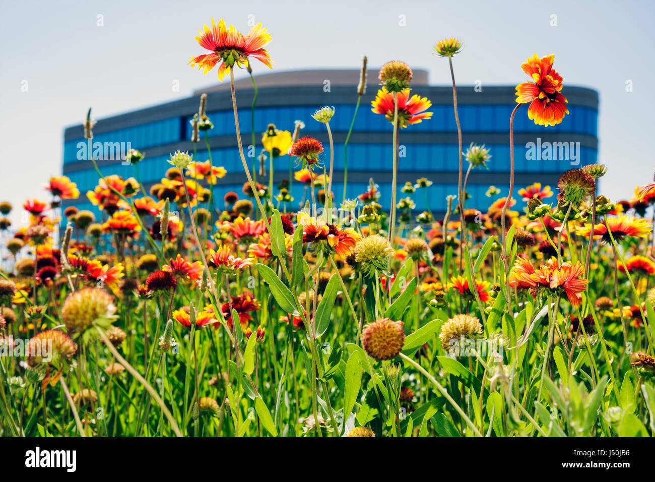 Alabama,Montgomery County,Montgomery,Perry Hill Road,fleur sauvage,blanc indien,orange,jaune,flore,champ,nature,beauté,bord de route,construction de bureau Banque D'Images