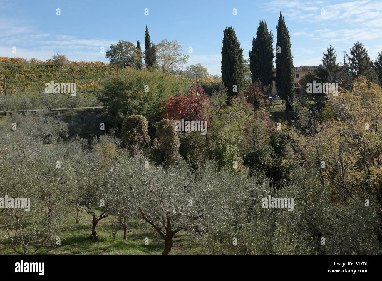 Paysage avec des oliviers et des cyprès, Corno di Rosazzo, Friuli, Italie Banque D'Images