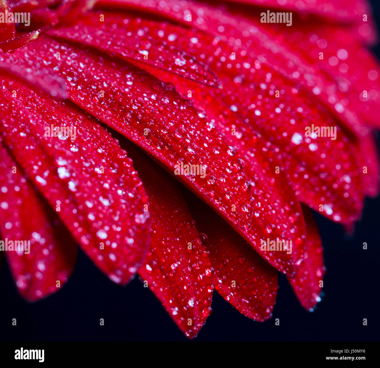 Gouttes d'eau sur les pétales de fleurs gerbera rouge , macro-vision Banque D'Images