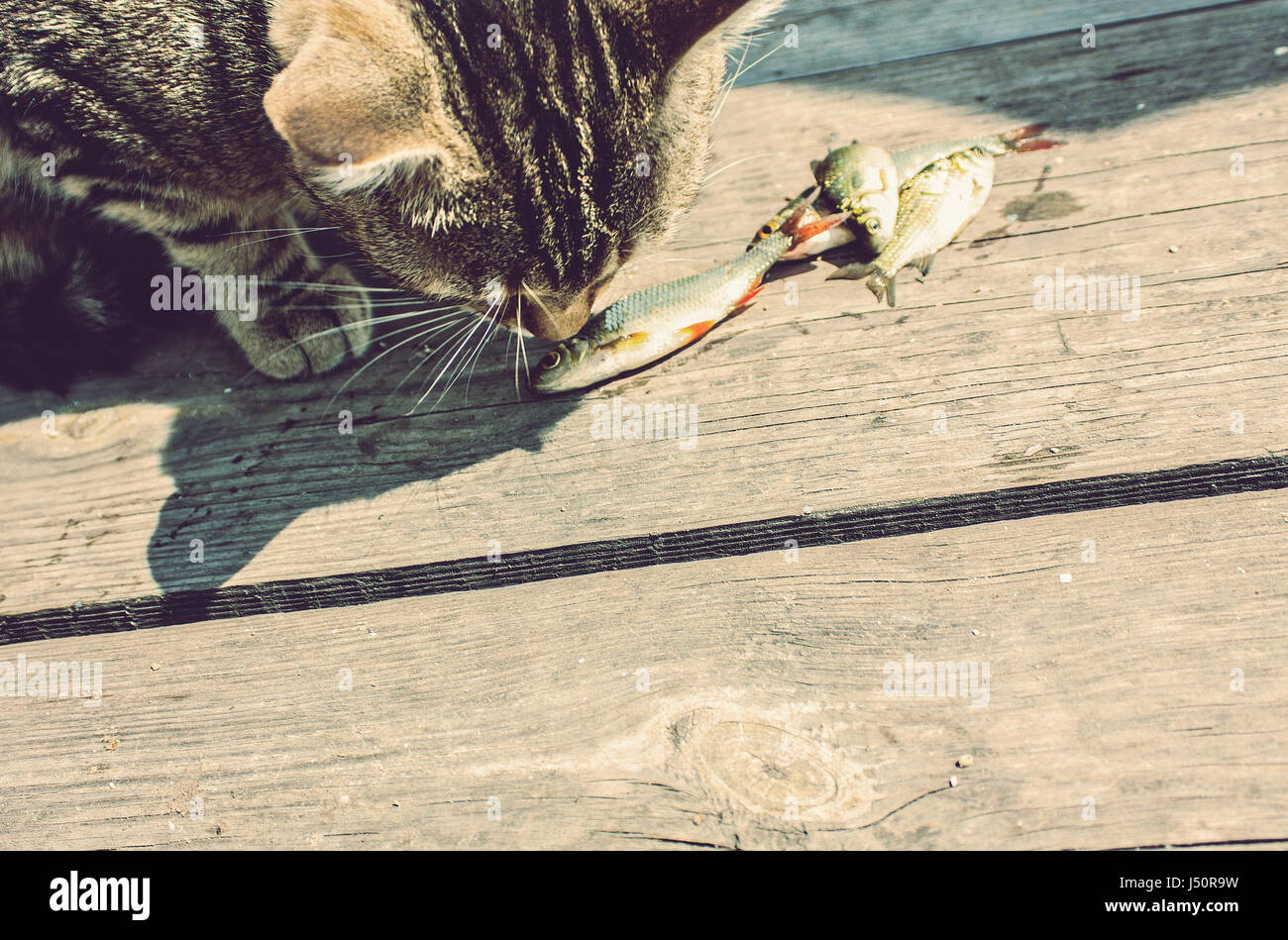 Un Chat Mange Du Poisson Frais Sur Un Quai Gros Plan Photo Stock Alamy