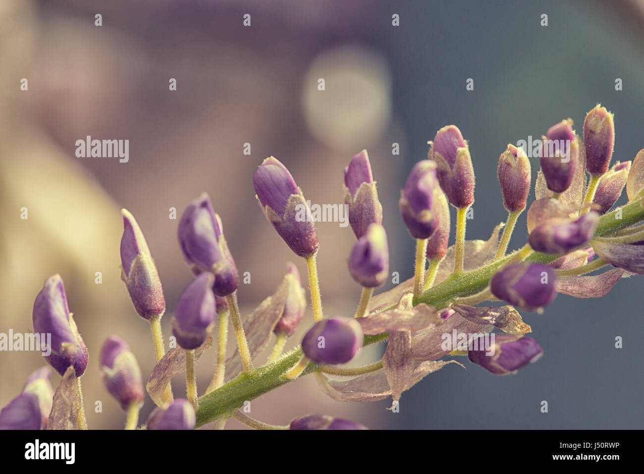 Macro de bourgeons au printemps wisteria Banque D'Images
