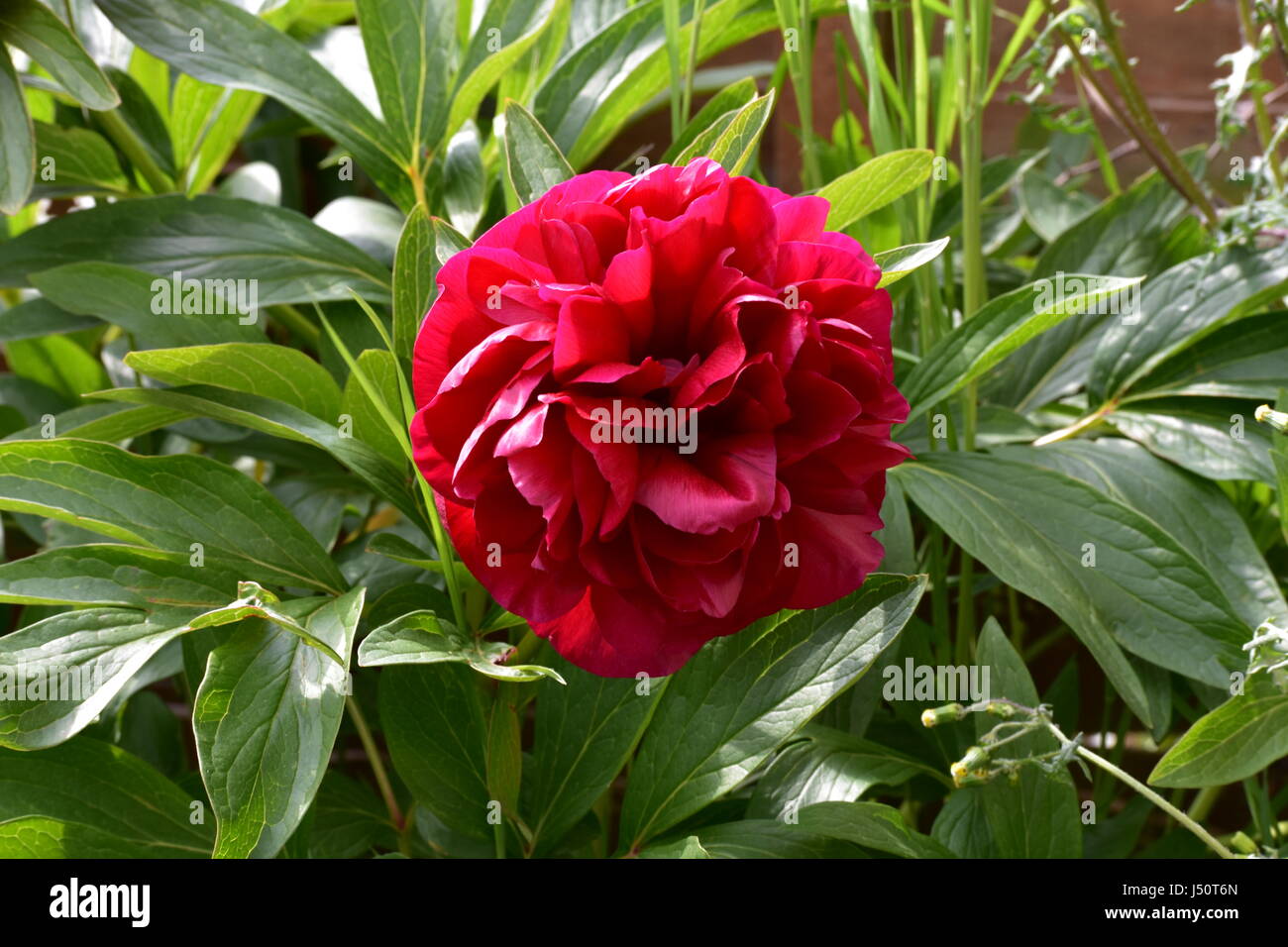 Pivoine rose profond en pleine floraison - vivaces Banque D'Images