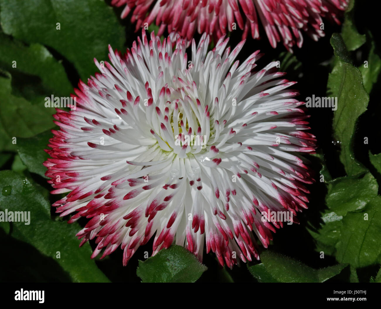 Bellis Habanera (Daisy) ornement blanc Banque D'Images