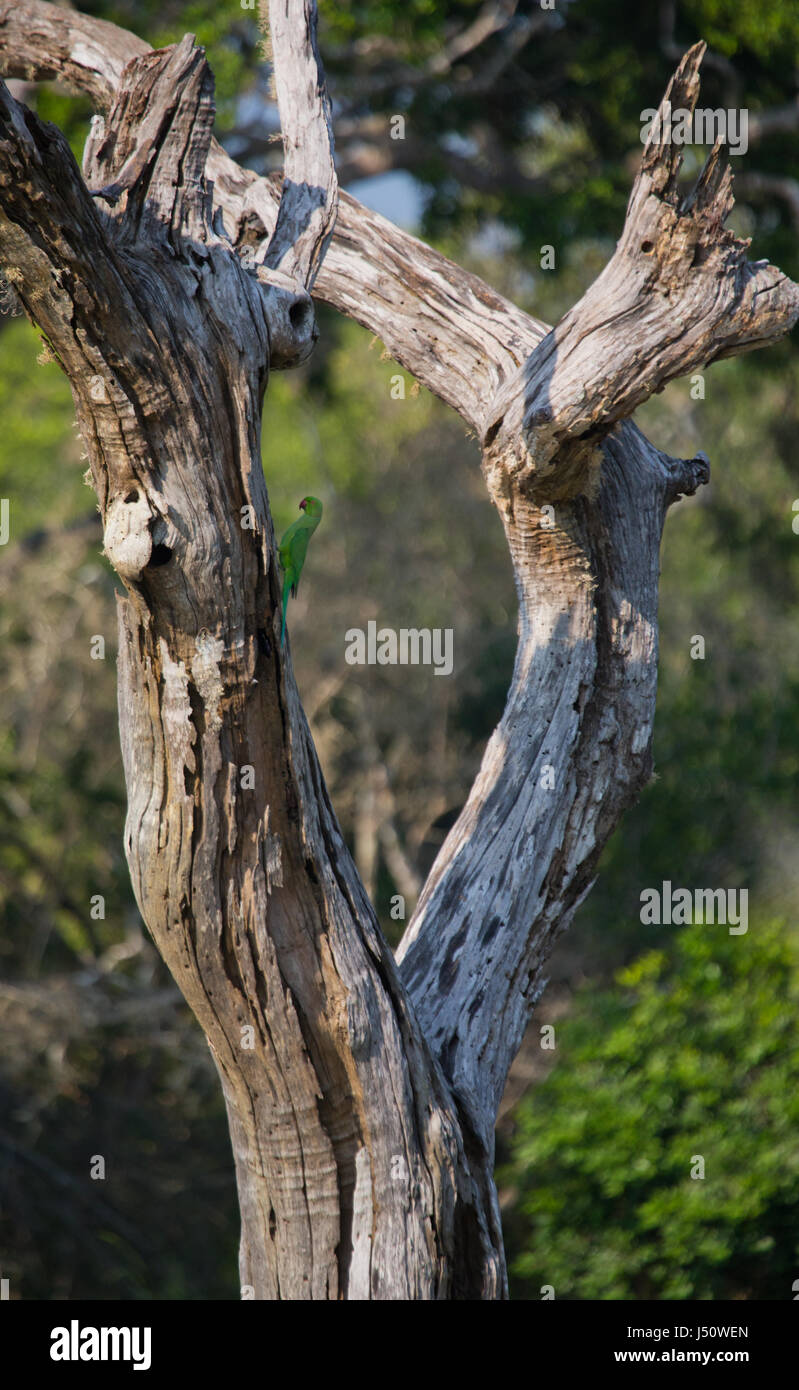 Perruche indienne aux anneaux de rose sur l'arbre. Sri Lanka. Banque D'Images