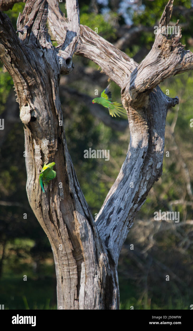 Perruche indienne aux anneaux de rose sur l'arbre. Sri Lanka. Banque D'Images