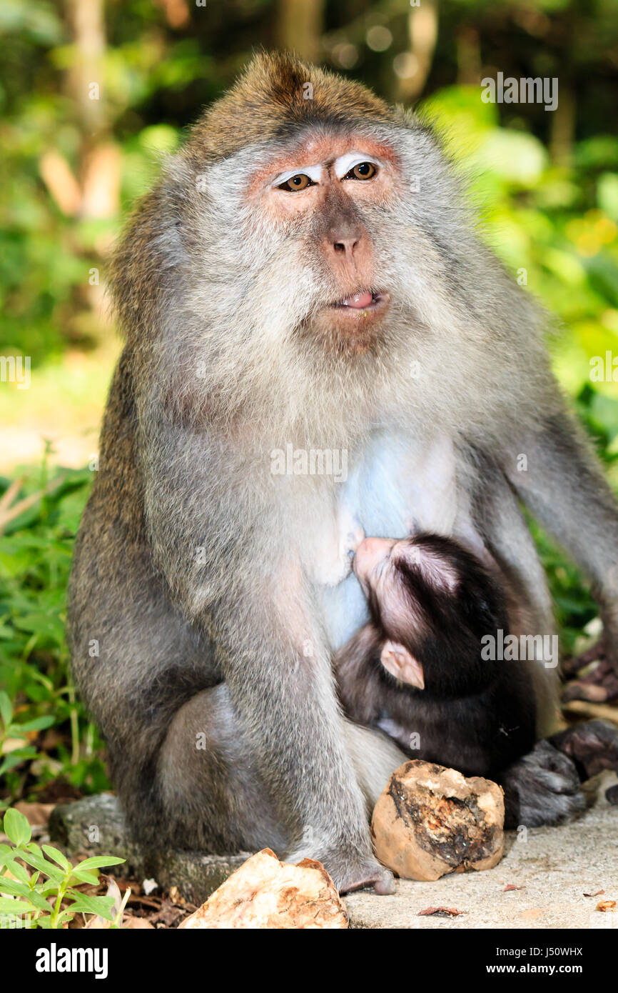 Mère et bébé Macaque de manger du crabe à Ubud, Bali Banque D'Images