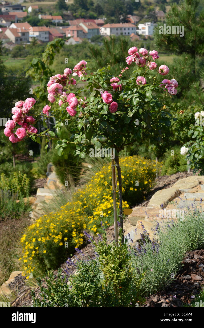 Rosa Pomponella Kordes rose tree Banque D'Images