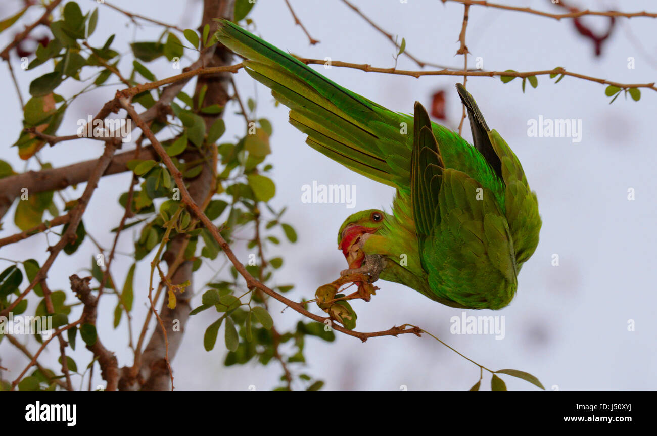 Perruche indienne se nourrissant de fruits Banque D'Images