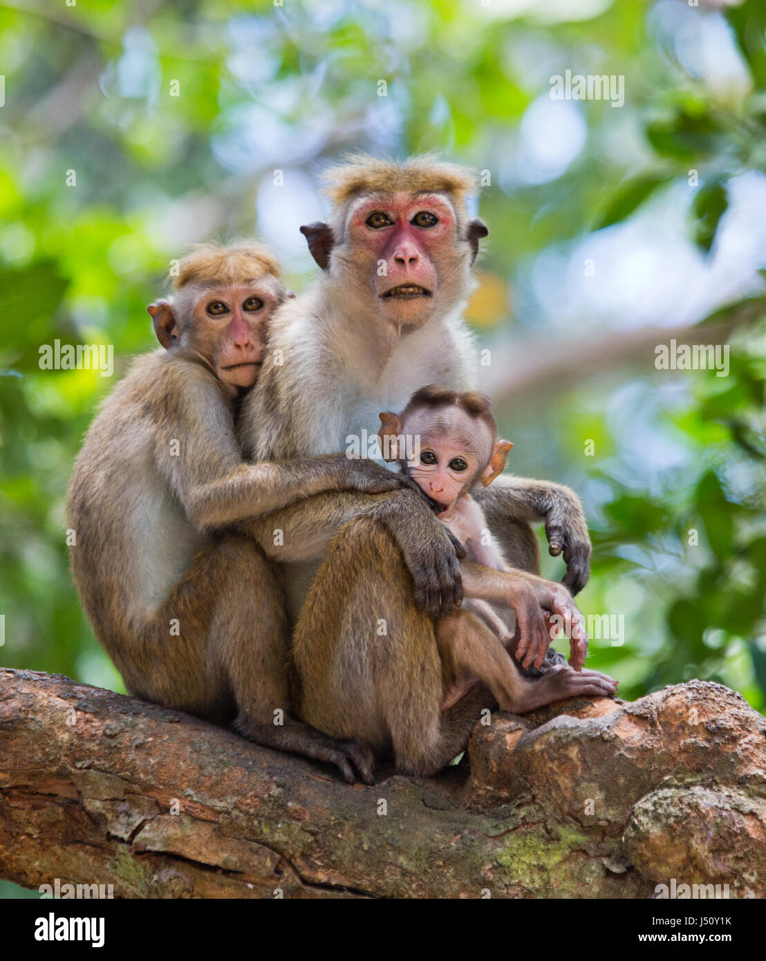Famille de singes assis dans un arbre. Drôle d'image. Sri Lanka. Banque D'Images Famille de singes assis dans un arbre. Drôle d'image. Sri Lanka. Banque D'Images