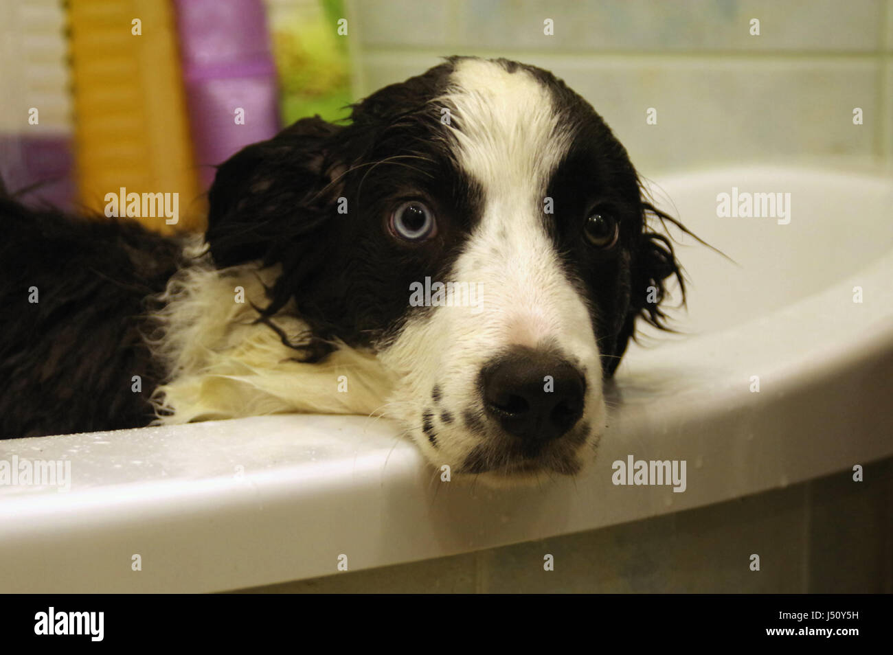 Lavage des Border Collie triste à Bath Banque D'Images