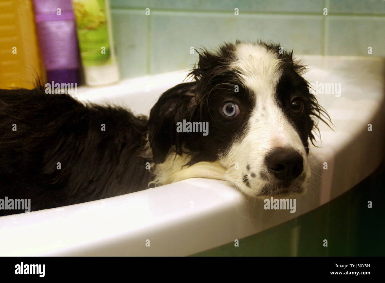Lavage des Border Collie triste à Bath Banque D'Images