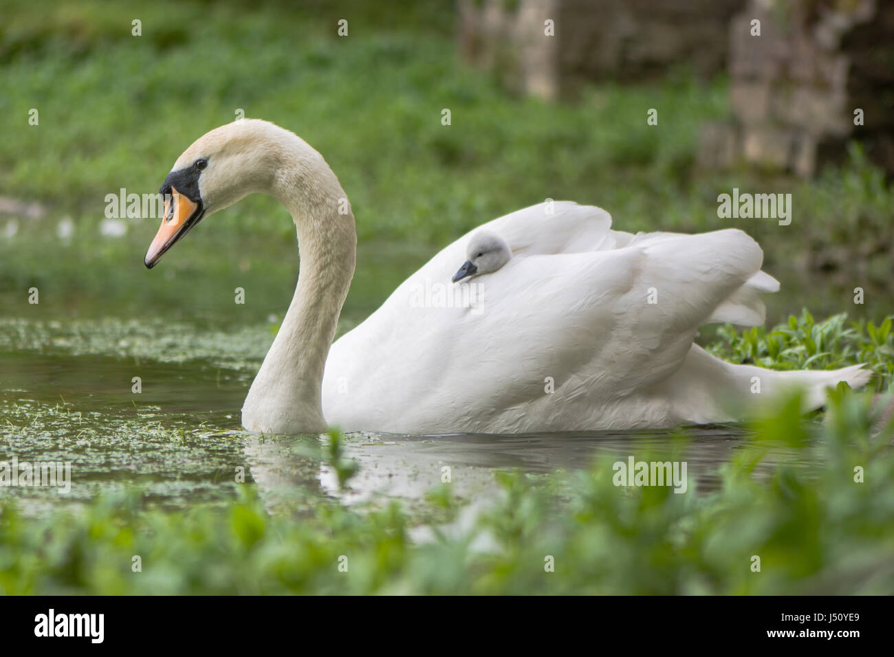 Mute swan (Cygnus olor) cygnet sur une femelle. Jeune poussin niché dans les plumes l'attelage d'une ride sur l'arrière de mère Banque D'Images
