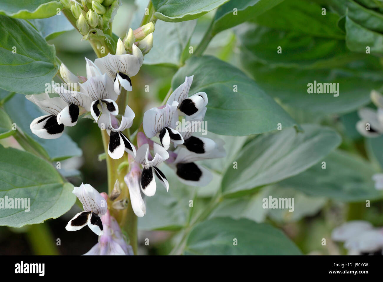 Fève plantes en fleur, variété Witkiem Manita Vicia faba, également connu sous le nom de haricot, Fava, Bell, cheval, Windsor, pigeon et tic bean. Banque D'Images