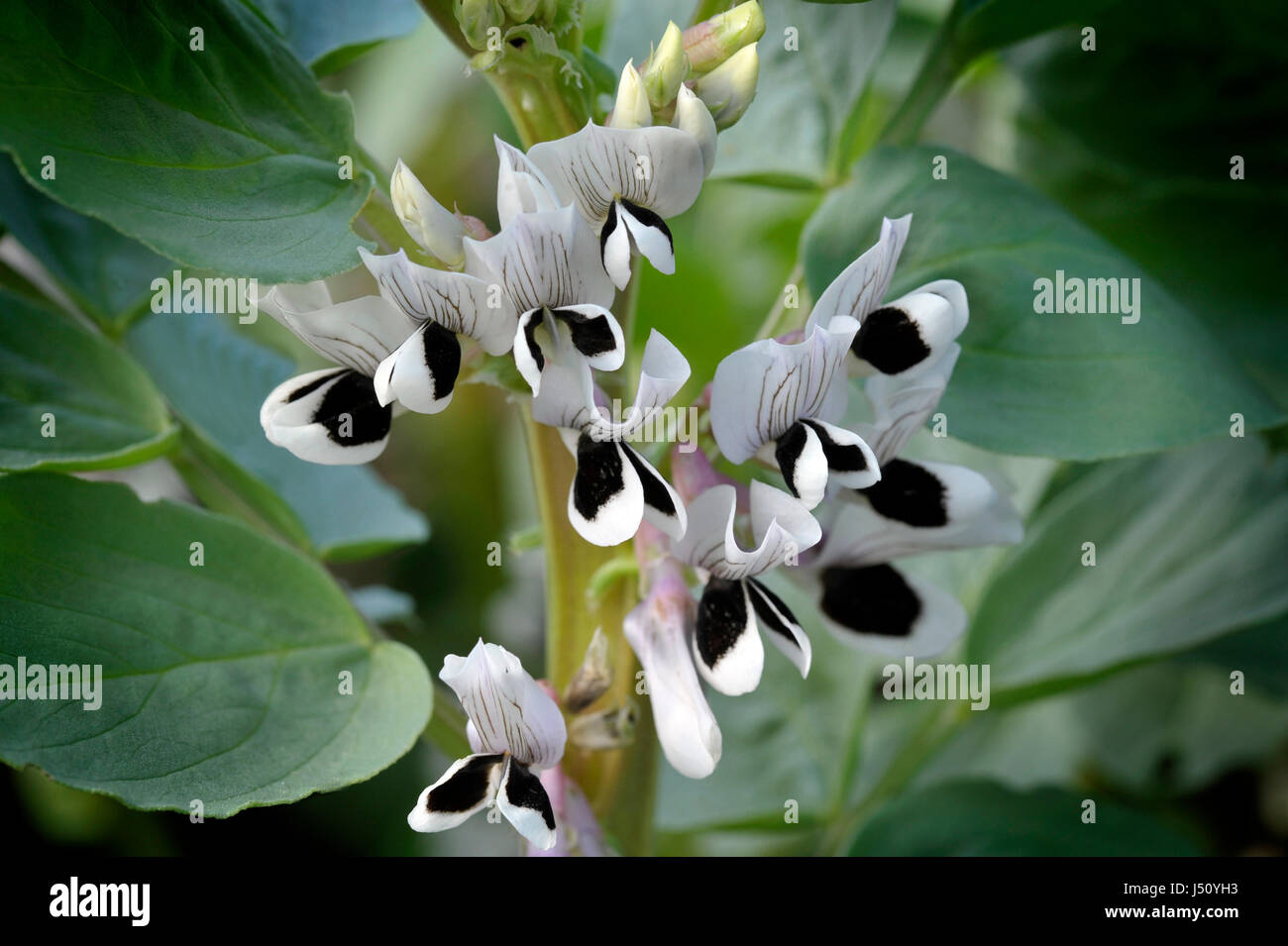 Fève plantes en fleur, variété Witkiem Manita Vicia faba, également connu sous le nom de haricot, Fava, Bell, cheval, Windsor, pigeon et tic bean. Banque D'Images